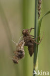 Bruine korenbout (Libellula fulva) 