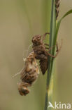 Bruine korenbout (Libellula fulva) 