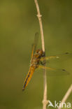 Bruine korenbout (Libellula fulva) 