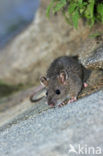 Brown rat (Rattus norvegicus)