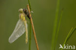 Bruinrode heidelibel (Sympetrum striolatum)