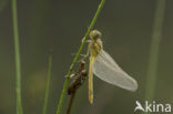 Common Darter (Sympetrum striolatum)