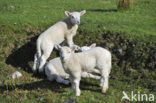 Cheviot schaap (Ovis domesticus)