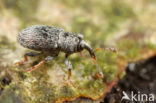 clover seed weevil (Tychius picirostris)