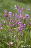 Dagkoekoeksbloem (Silene dioica)