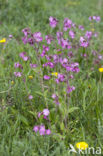 Red Campion (Silene dioica)