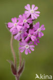 Red Campion (Silene dioica)