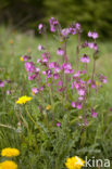 Dagkoekoeksbloem (Silene dioica)