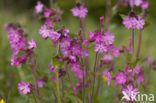 Red Campion (Silene dioica)