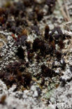 Foam lichen (Stereocaulon condensatum)