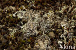 Foam lichen (Stereocaulon condensatum)