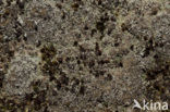Foam lichen (Stereocaulon condensatum)