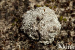 Foam lichen (Stereocaulon condensatum)