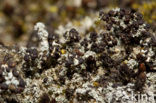 Foam lichen (Stereocaulon condensatum)