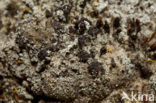 Foam lichen (Stereocaulon condensatum)