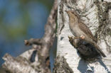 Eurasian Wryneck (Jynx torquilla)