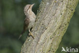 Eurasian Wryneck (Jynx torquilla)