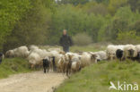 Drents heideschaap (Ovis domesticus)