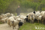 Drents heideschaap (Ovis domesticus)