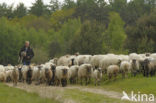 Drents heideschaap (Ovis domesticus)