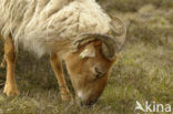 Drents heideschaap (Ovis domesticus)