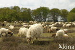 Drents heideschaap (Ovis domesticus)