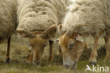 Drents heideschaap (Ovis domesticus)