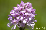 three-toothed orchid (Neotinea tridentata)