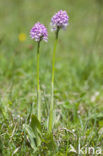 three-toothed orchid (Neotinea tridentata)