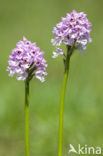 three-toothed orchid (Neotinea tridentata)