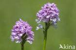 three-toothed orchid (Neotinea tridentata)