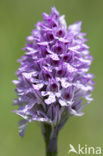 three-toothed orchid (Neotinea tridentata)