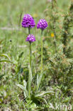 three-toothed orchid (Neotinea tridentata)