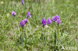 three-toothed orchid (Neotinea tridentata)