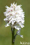 three-toothed orchid (Neotinea tridentata)