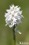 three-toothed orchid (Neotinea tridentata)