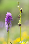 three-toothed orchid (Neotinea tridentata)
