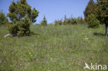 three-toothed orchid (Neotinea tridentata)