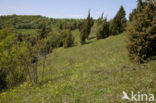 Drietandorchis (Neotinea tridentata)