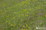 three-toothed orchid (Neotinea tridentata)
