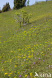 three-toothed orchid (Neotinea tridentata)
