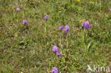 three-toothed orchid (Neotinea tridentata)