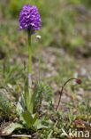 three-toothed orchid (Neotinea tridentata)