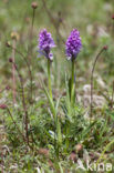 three-toothed orchid (Neotinea tridentata)