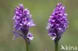 three-toothed orchid (Neotinea tridentata)