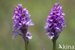 Drietandorchis (Neotinea tridentata)