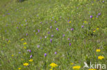 three-toothed orchid (Neotinea tridentata)