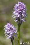 three-toothed orchid (Neotinea tridentata)