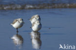 Drieteenstrandloper (Calidris alba)