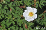 Duinroosje (Rosa pimpinellifolia)